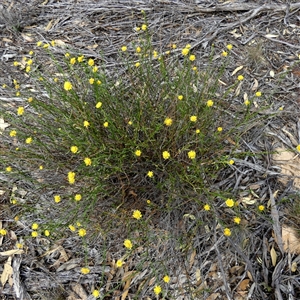 Calotis erinacea at Lock, SA - 19 Sep 2024 11:37 AM