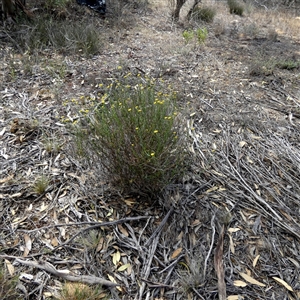 Calotis erinacea at Lock, SA - 19 Sep 2024 11:37 AM