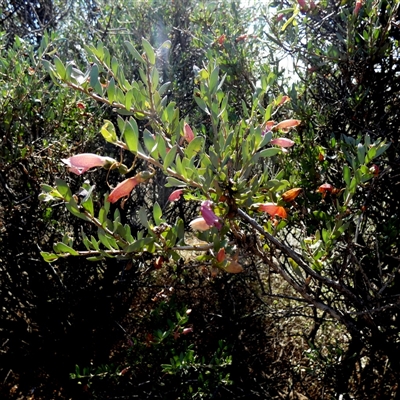 Eremophila maculata at Pandurra, SA - 19 Sep 2024 by Paul4K