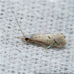 Asmicridea edwardsii (Shannon Moth) at Harrison, ACT - 23 Oct 2024 by DPRees125