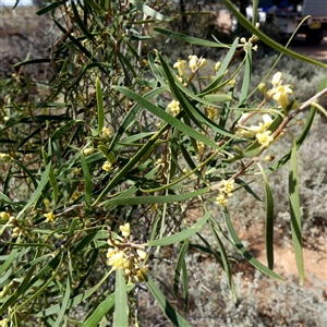 Geijera linearifolia at Corunna Station, SA by Paul4K