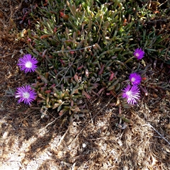 Unverified Other Wildflower or Herb at Corunna Station, SA - 19 Sep 2024 by Paul4K