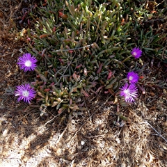 Unidentified Other Wildflower or Herb at Corunna Station, SA - 19 Sep 2024 by Paul4K