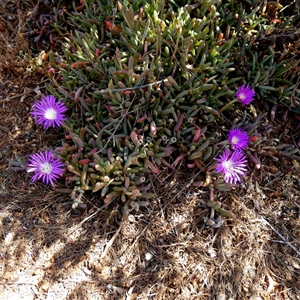 Unidentified Other Wildflower or Herb at Corunna Station, SA by Paul4K