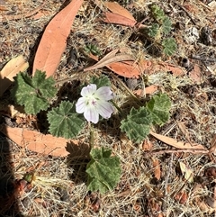 Unidentified Other Wildflower or Herb by SandyC