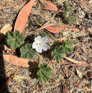 Malva neglecta at Lavington, NSW - suppressed