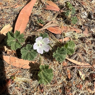 Unidentified Other Wildflower or Herb by SandyC