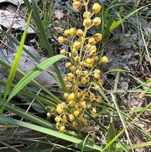 Lomandra filiformis subsp. coriacea at Glenroy, NSW - suppressed