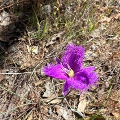 Unidentified Other Wildflower or Herb by SandyC