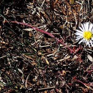 Brachyscome ciliaris var. ciliaris at Corunna Station, SA by Paul4K