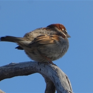 Passer domesticus at Wilmington, SA - 19 Sep 2024 05:27 PM