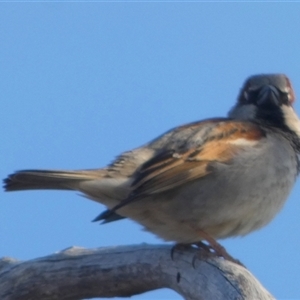 Passer domesticus at Wilmington, SA - 19 Sep 2024