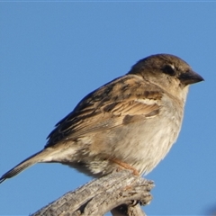 Passer domesticus at Wilmington, SA - 19 Sep 2024 05:27 PM