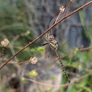 Hemicordulia australiae at Mount Kembla, NSW - 25 Oct 2024 05:01 PM