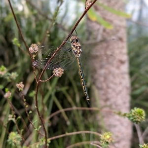 Hemicordulia australiae at Mount Kembla, NSW - 25 Oct 2024