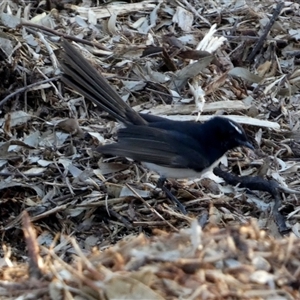 Rhipidura leucophrys (Willie Wagtail) at Wilmington, SA by Paul4K