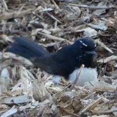 Rhipidura leucophrys at Wilmington, SA - 19 Sep 2024