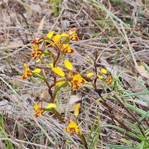 Diuris semilunulata at Fadden, ACT - 25 Oct 2024