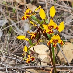 Diuris semilunulata at Fadden, ACT - 25 Oct 2024