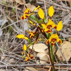 Diuris semilunulata at Fadden, ACT - 25 Oct 2024