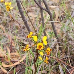 Diuris semilunulata at Fadden, ACT - 25 Oct 2024