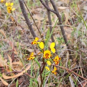 Diuris semilunulata at Fadden, ACT - suppressed