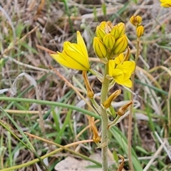 Bulbine bulbosa at Fadden, ACT - 25 Oct 2024 04:54 PM