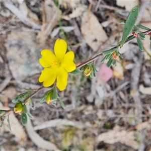 Hibbertia obtusifolia at Isaacs, ACT - 25 Oct 2024 04:41 PM