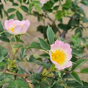 Rosa canina at Isaacs, ACT - 25 Oct 2024