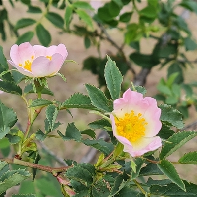 Rosa canina (Dog Rose) at Isaacs, ACT - 25 Oct 2024 by Mike