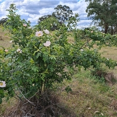 Rosa canina at Isaacs, ACT - 25 Oct 2024