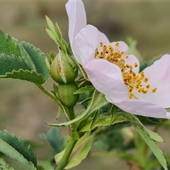 Rosa canina at Isaacs, ACT - 25 Oct 2024 04:20 PM