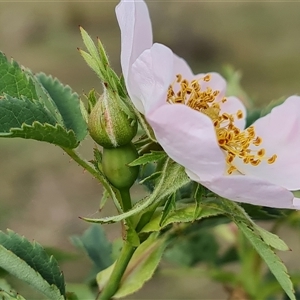 Rosa canina at Isaacs, ACT - 25 Oct 2024