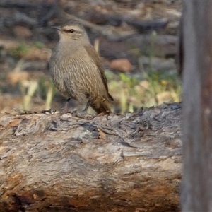 Climacteris picumnus picumnus (Brown Treecreeper) at Wilmington, SA by Paul4K