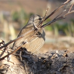 Climacteris picumnus picumnus at Wilmington, SA - 19 Sep 2024