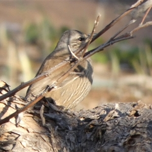 Climacteris picumnus picumnus at Wilmington, SA - 19 Sep 2024 05:35 PM