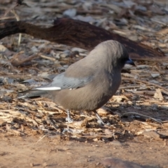 Artamus cyanopterus perthi (Dusky Woodswallow) at Wilmington, SA - 19 Sep 2024 by Paul4K