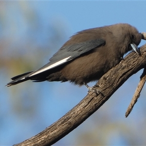 Artamus cyanopterus perthi at Wilmington, SA - 19 Sep 2024