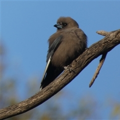 Artamus cyanopterus perthi at Wilmington, SA - 19 Sep 2024