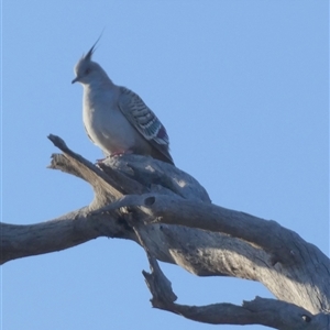 Ocyphaps lophotes at Wilmington, SA - 19 Sep 2024