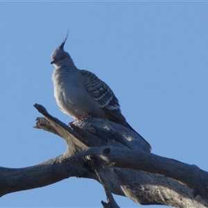 Ocyphaps lophotes at Wilmington, SA - 19 Sep 2024