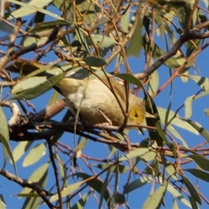 Ptilotula penicillata (White-plumed Honeyeater) at Wilmington, SA by Paul4K