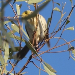 Ptilotula penicillata at Wilmington, SA - 19 Sep 2024