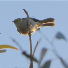 Ptilotula penicillata at Wilmington, SA - 19 Sep 2024