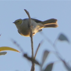 Ptilotula penicillata at Wilmington, SA - 19 Sep 2024