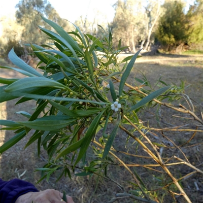 Myoporum insulare at Wilmington, SA - 19 Sep 2024 by Paul4K