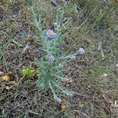 Vittadinia cuneata var. cuneata at Wilmington, SA - 19 Sep 2024 by Paul4K