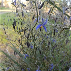 Dianella revoluta (Black-Anther Flax Lily) at Wilmington, SA - 19 Sep 2024 by Paul4K