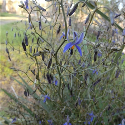 Dianella revoluta at Wilmington, SA - 19 Sep 2024 by Paul4K