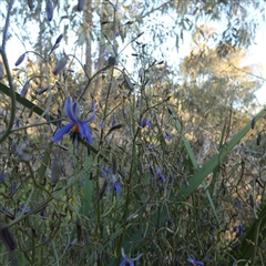 Dianella revoluta at Wilmington, SA - 19 Sep 2024 05:57 PM